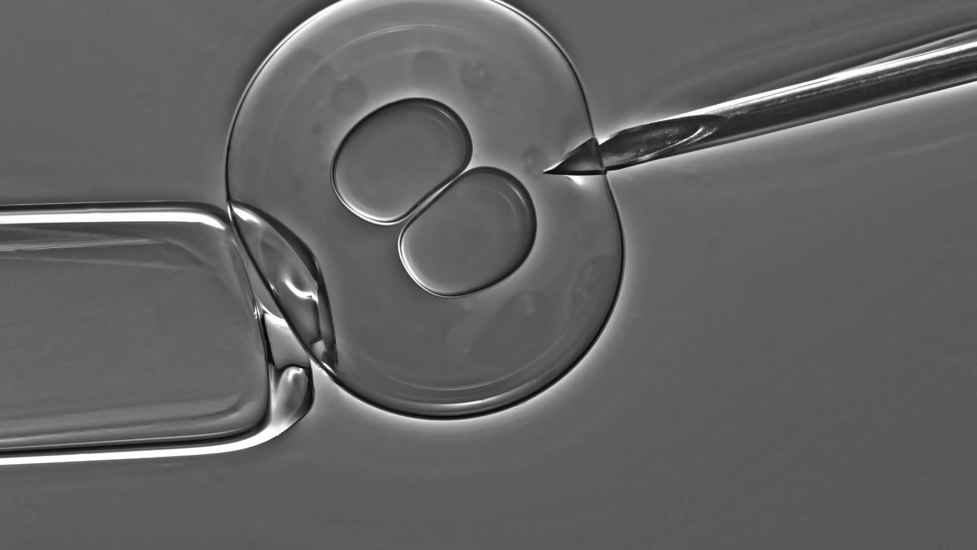 Vista en el microscopio de el tratamiento de un embrión en el laboratorio para representar la adopción de embriones
