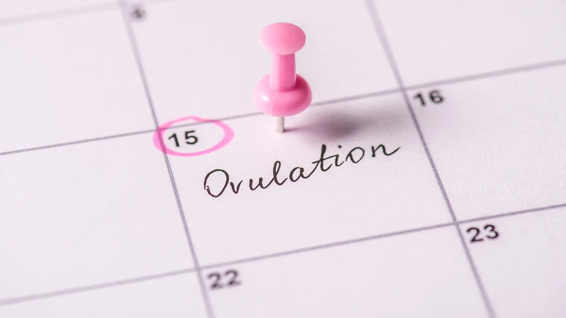 Calendario con una chincheta indicando el día que comienza la ovulación tras haberse realizado un test Calendario con una chincheta indicando el día que comienza la ovulación tras haberse realizado un test
